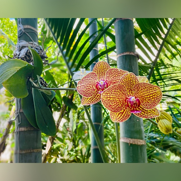 Meet your Posher, Beach - Picture 2 of 3